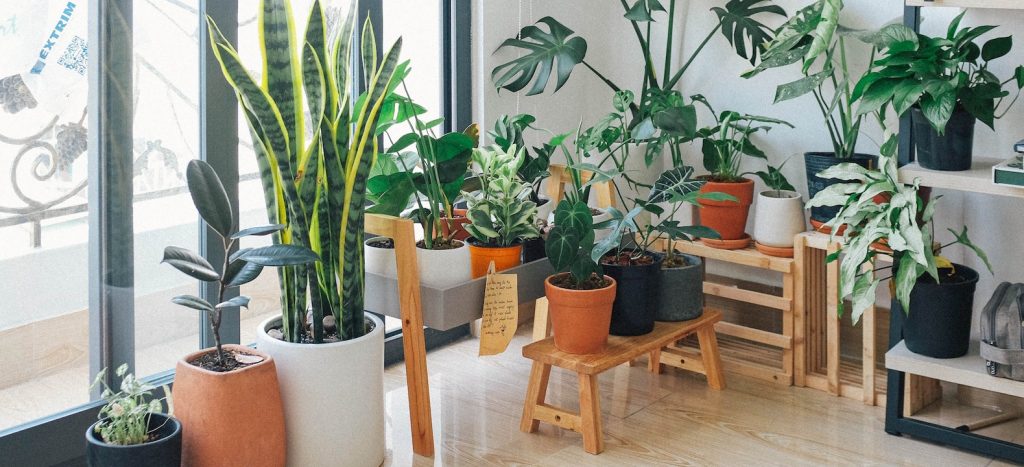 online planten bestellen
