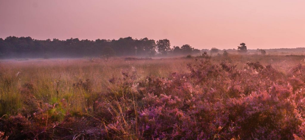 heide landschap, stikstof verminderen