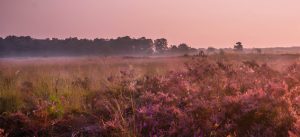 heide landschap, stikstof verminderen