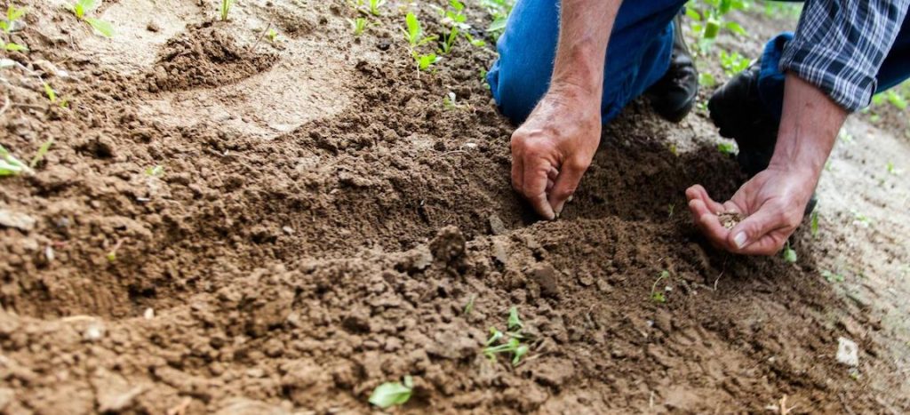 verschil tussen een moestuin en voedselbos