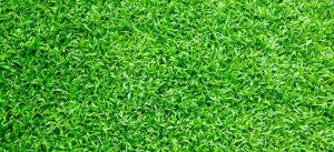 gras in de tuin: duurzaam of toch niet?