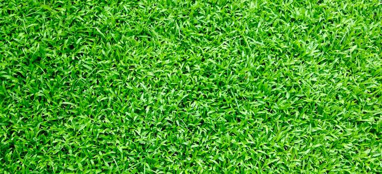 gras in de tuin: duurzaam of toch niet?