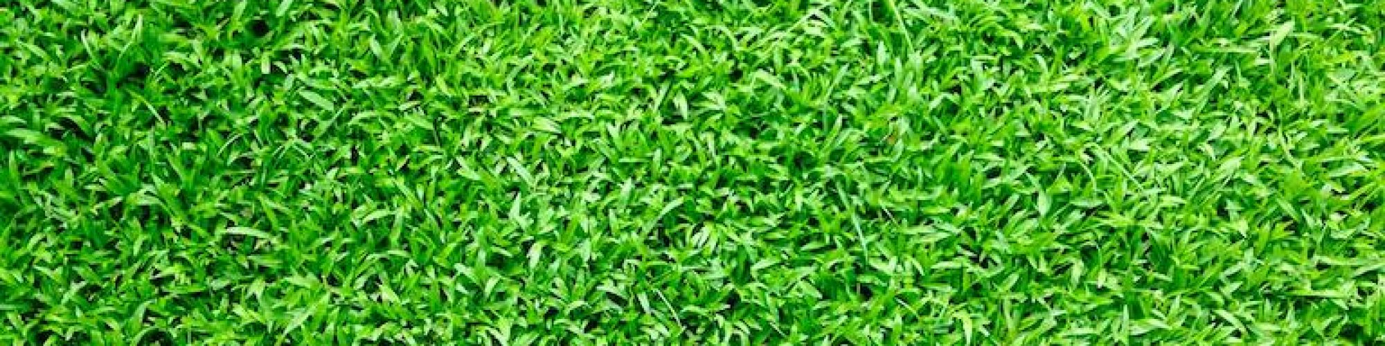 gras-in-de-tuin.jpg