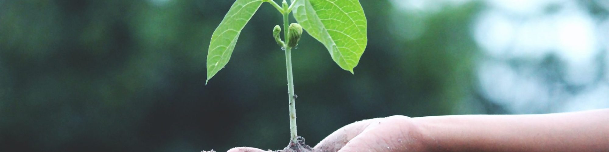 newplant.jpg