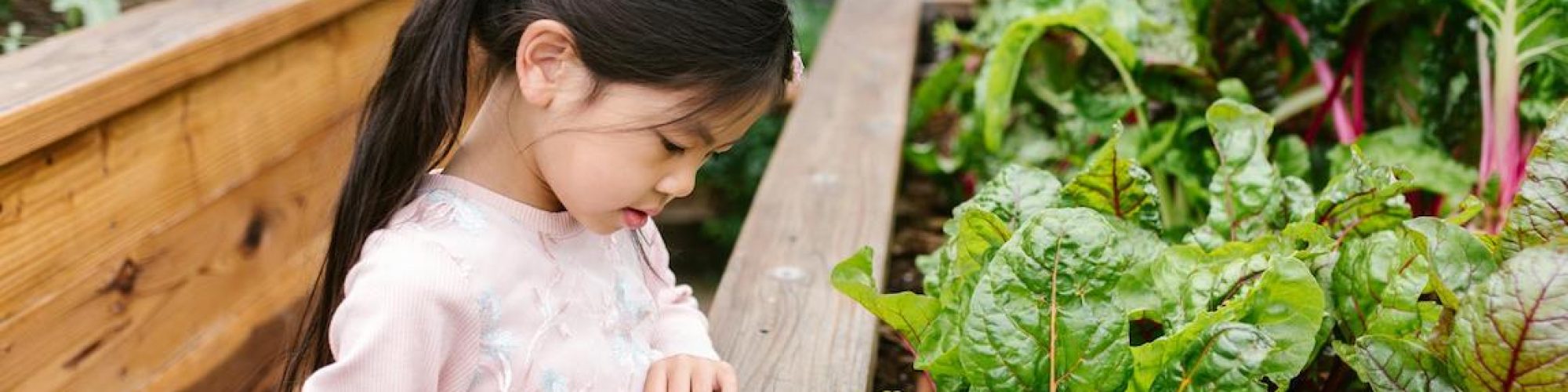 tips-voor-een-kleine-moestuin-je-met-kind.jpg