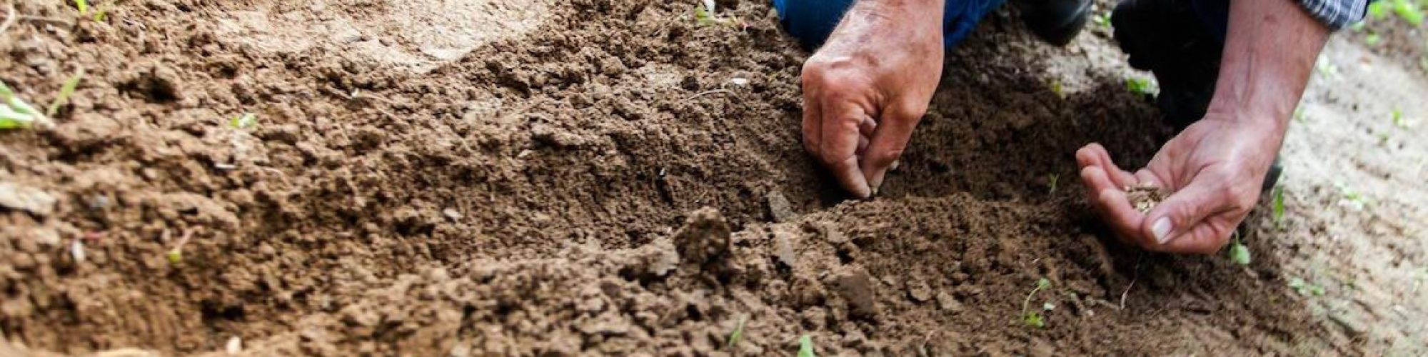 verschil-tussen-een-moestuin-en-voedselbos.jpg